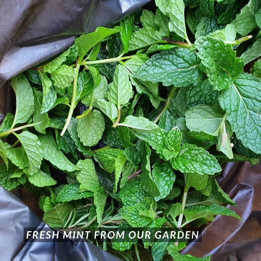 B. Kiwi Lime Mint Cordial 450g (Halal, Vegan)_Cordials & Drinks