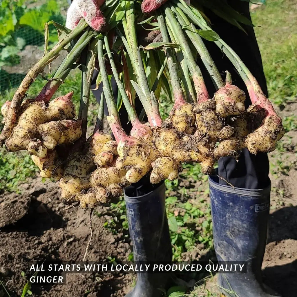 B. [Immune Booster] Ginger Cordial 500g (Halal, Vegan)_Cordials & Drinks